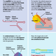 Illustration for article titled Scientists Debut Precise New Gene-Editing Technique That Overcomes Some of CRISPR's Problems